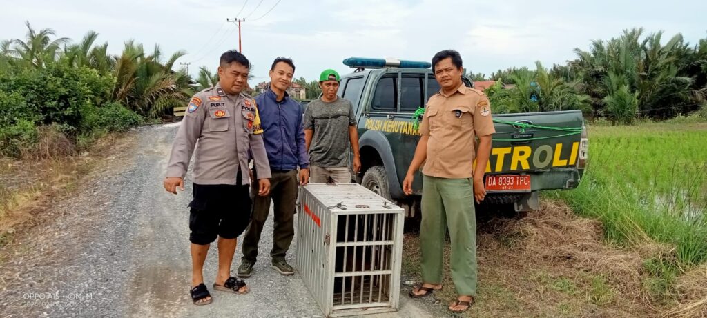 Aksi Heroik Bhabinkamtibmas Polsek Beruntung Baru, Selamatkan Warganya Dari Terkaman Primata Endemik